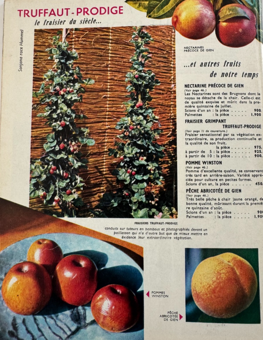 Catalogue Georges Truffaut - plantes, jardin, graines, 1958 - Vue 7 - Divers